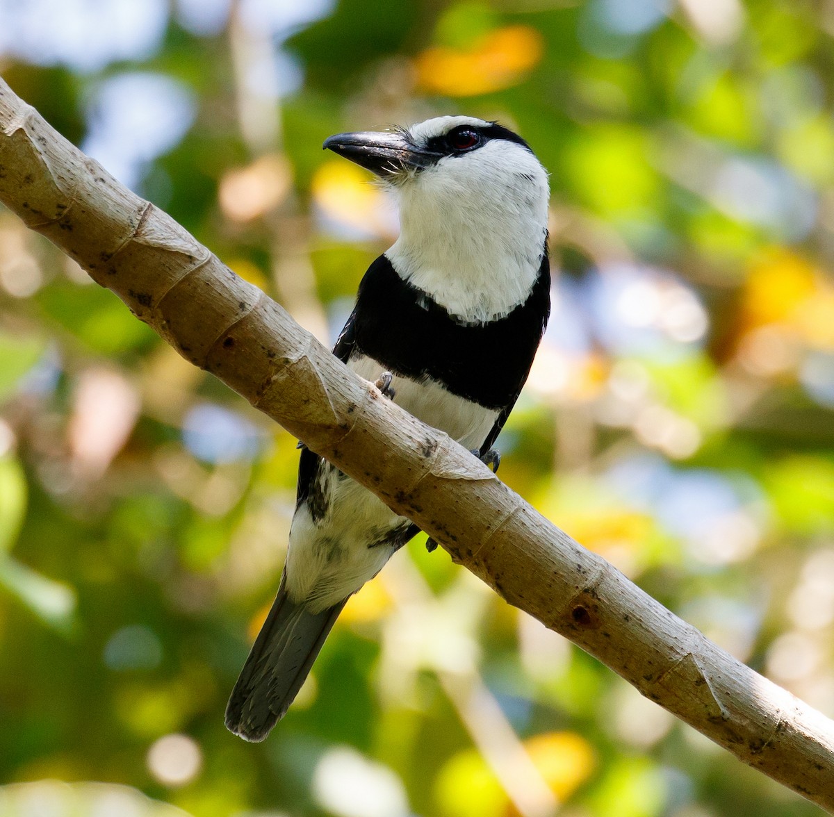 White-necked Puffbird - ML232327351