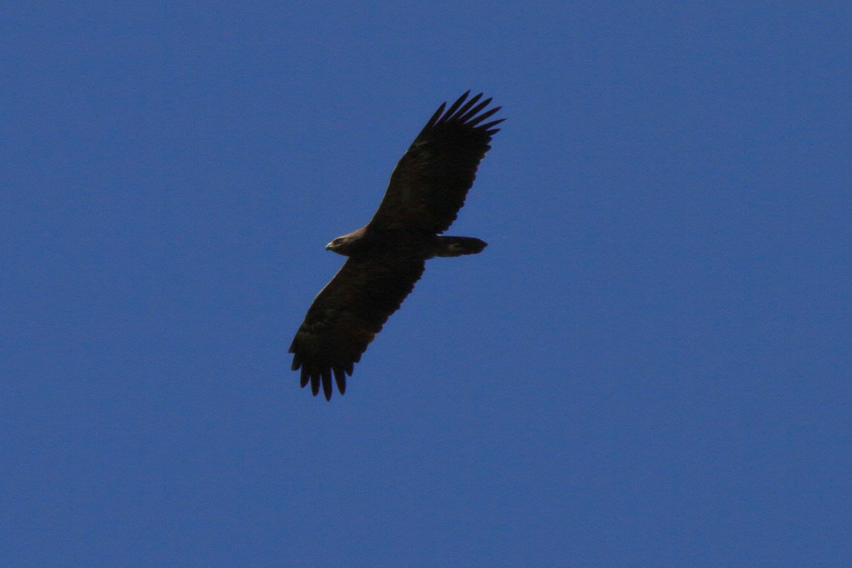 Lesser Spotted Eagle - ML232328411