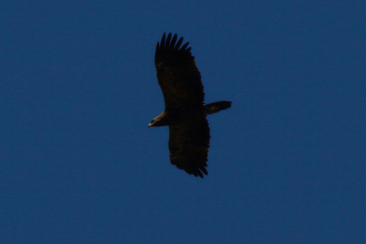 Lesser Spotted Eagle - ML232328421