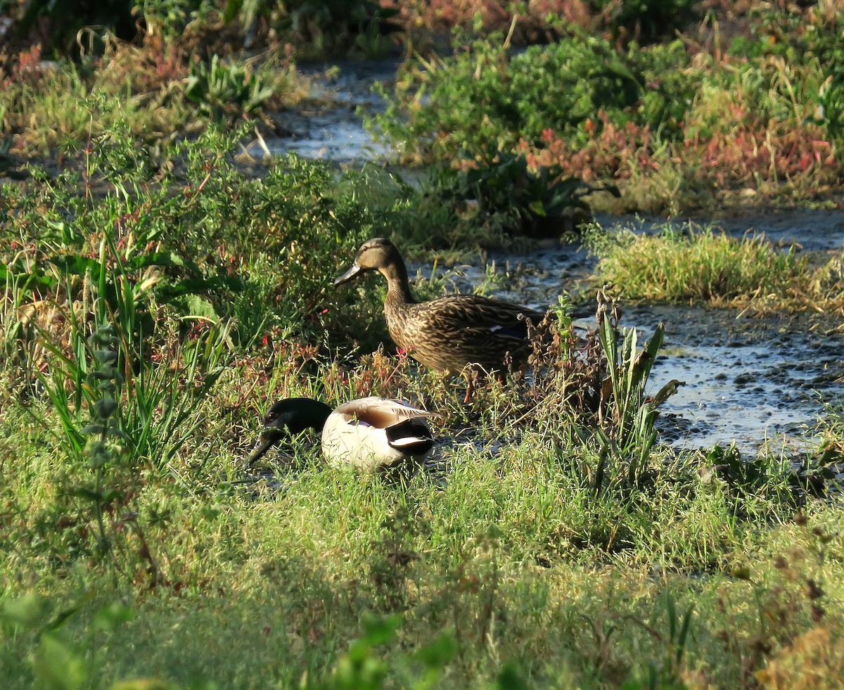 Canard colvert - ML232328531