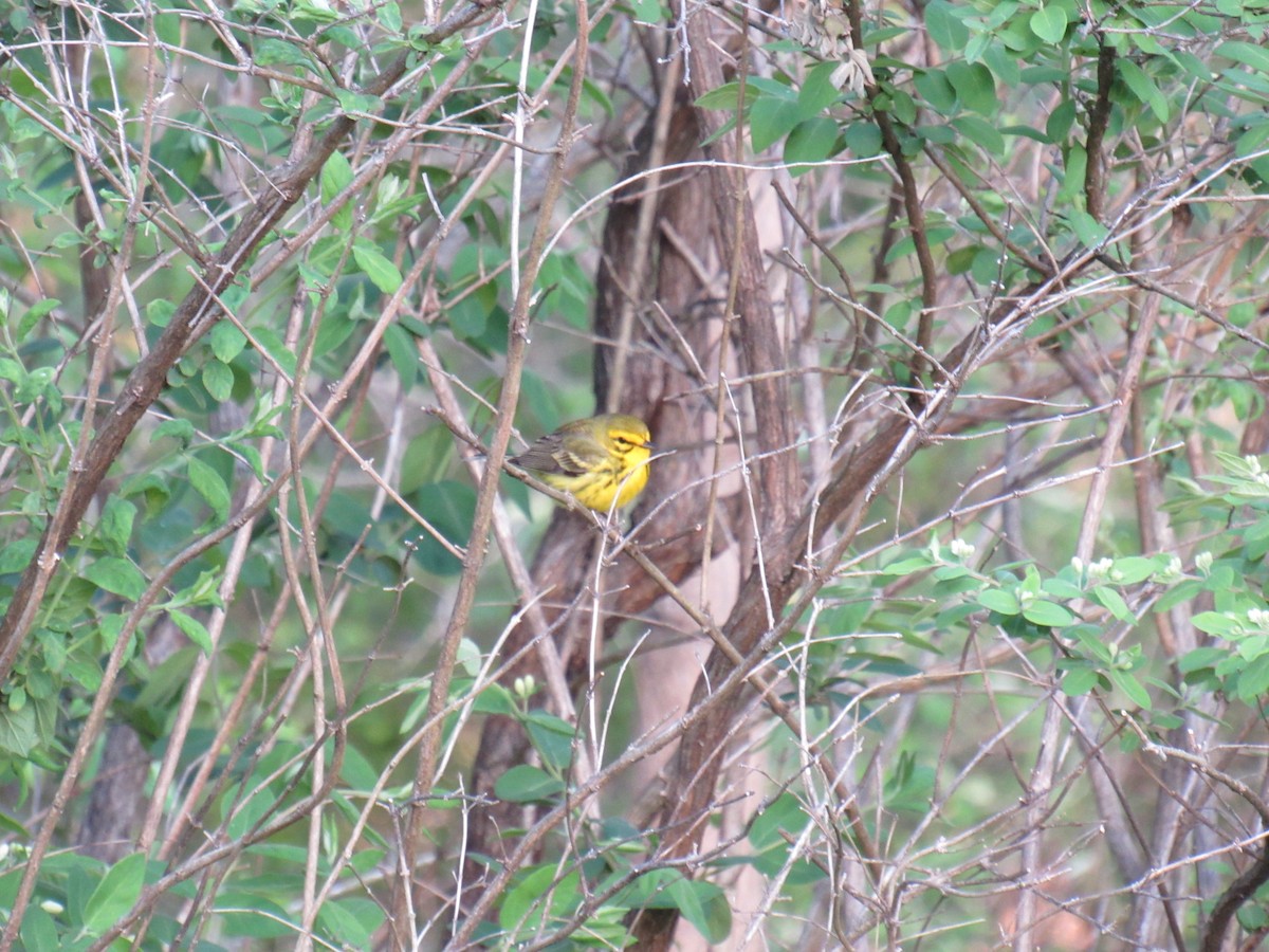 Prairie Warbler - John Coyle