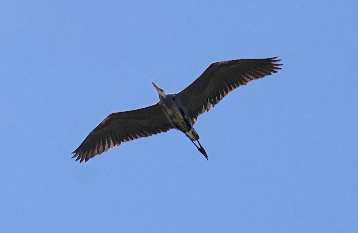 Great Blue Heron - Sibylle Hechtel