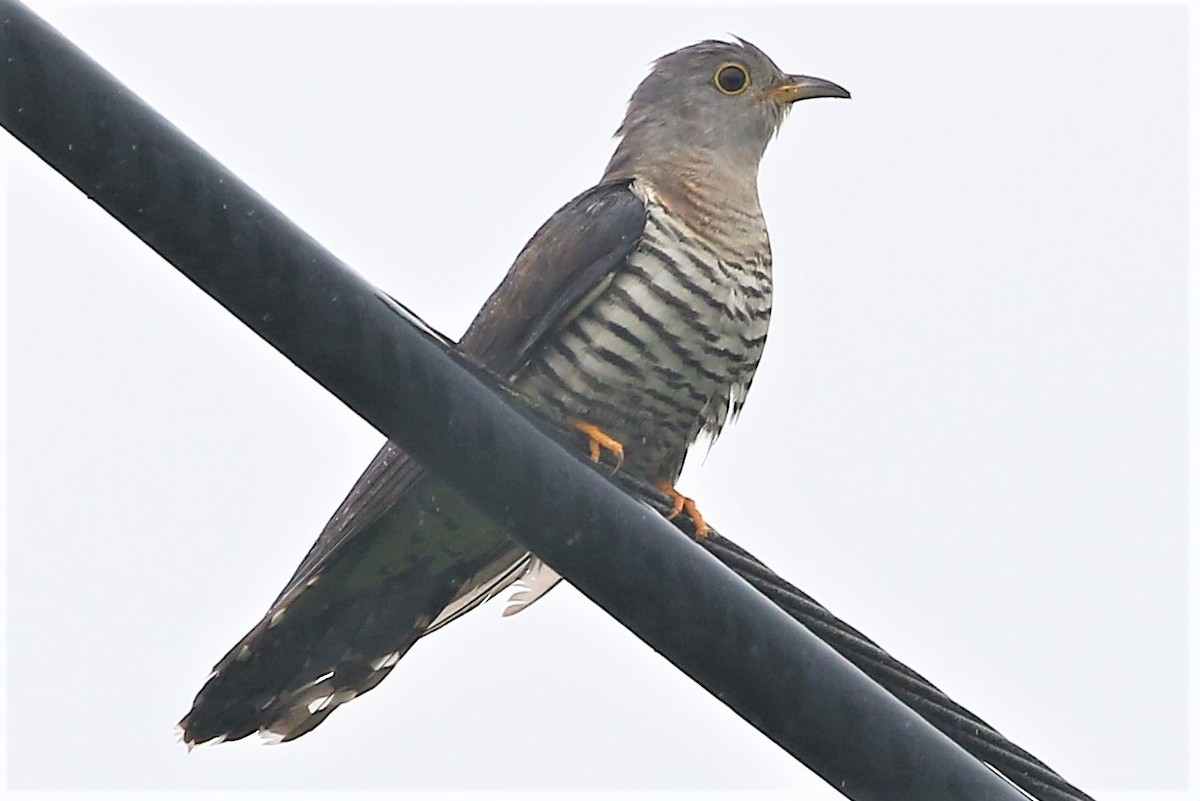 Lesser Cuckoo - ML232331091