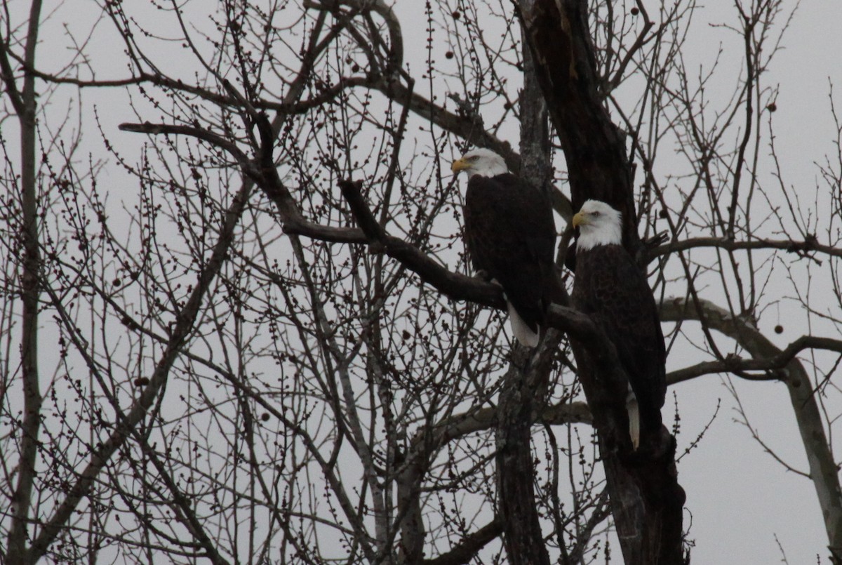 Bald Eagle - ML23233201