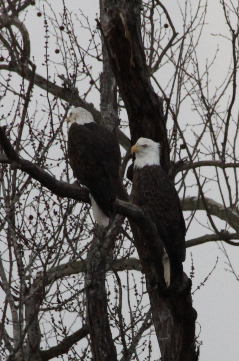 Bald Eagle - ML23233221