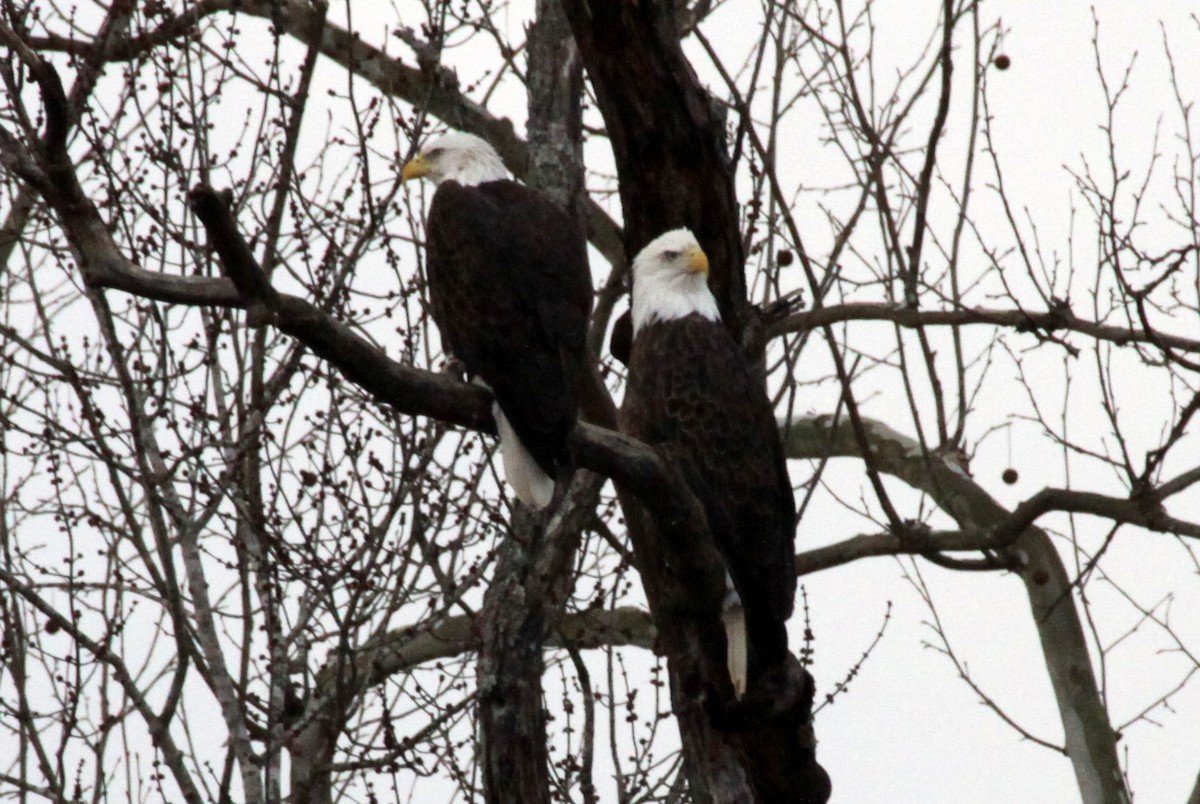 Bald Eagle - ML23233231