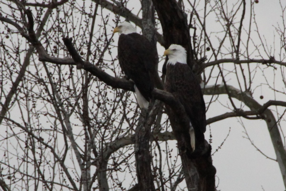 Bald Eagle - ML23233241