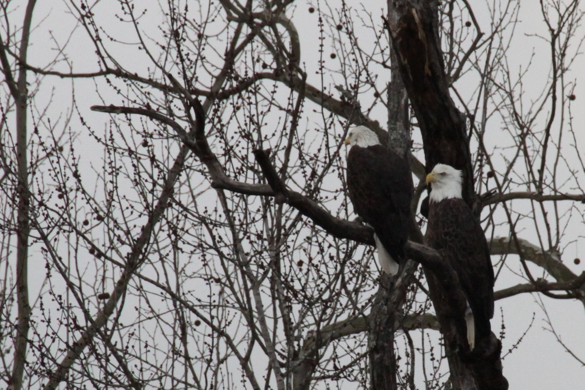 Bald Eagle - ML23233251