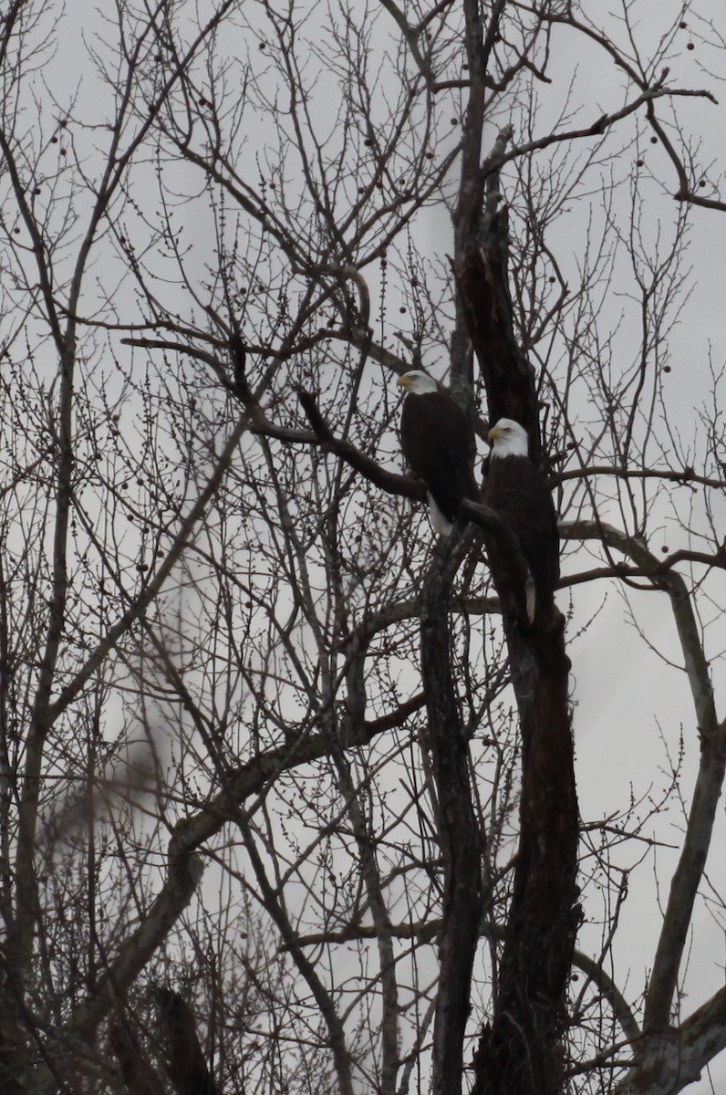Bald Eagle - ML23233261