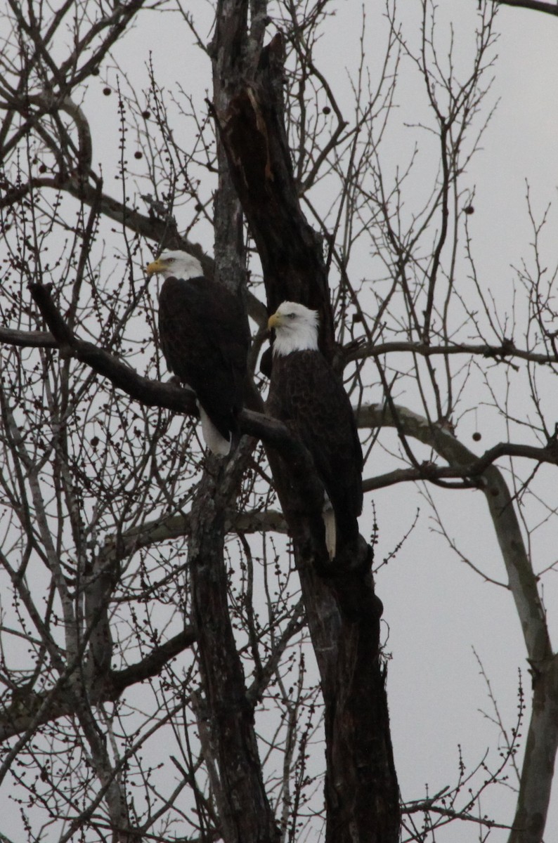 Bald Eagle - ML23233271