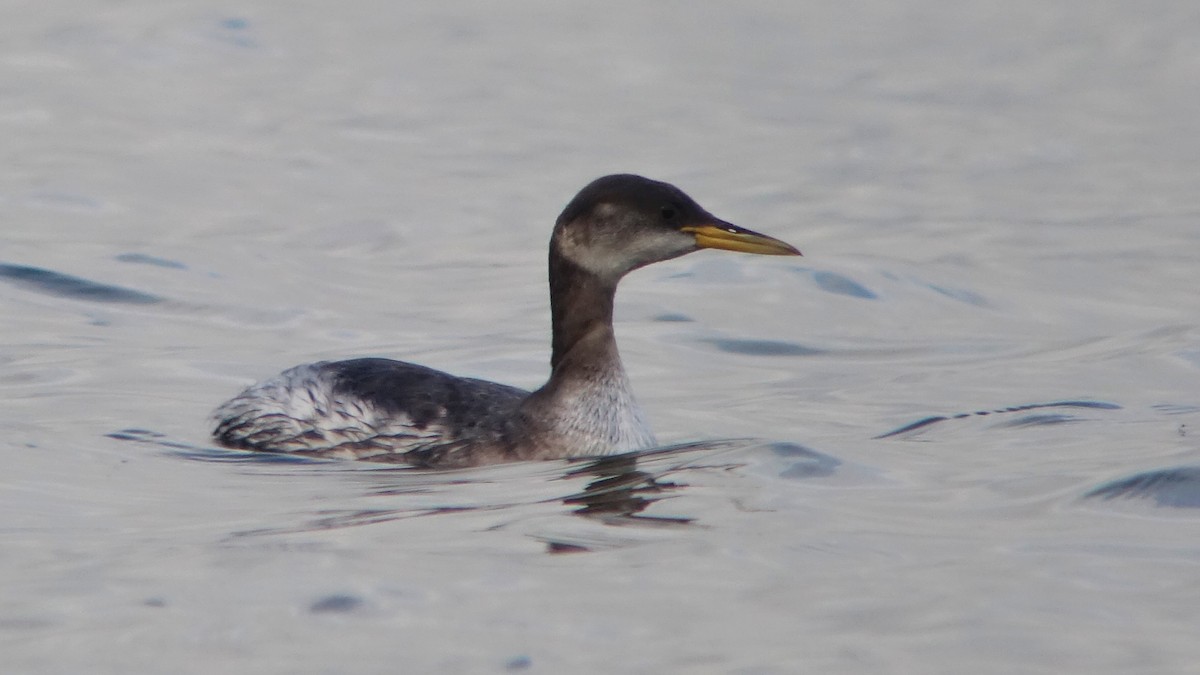 Red-necked Grebe - ML232333961