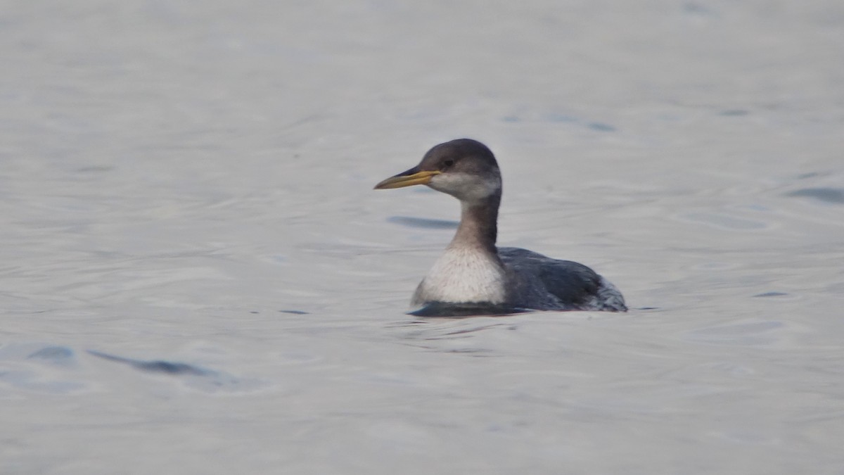 Red-necked Grebe - ML232334001