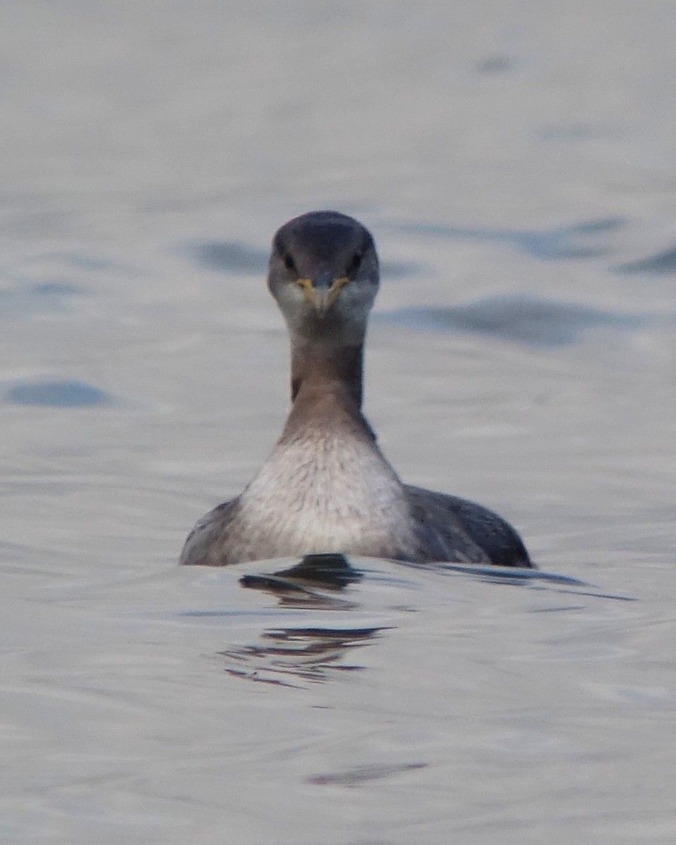 Red-necked Grebe - ML232334011
