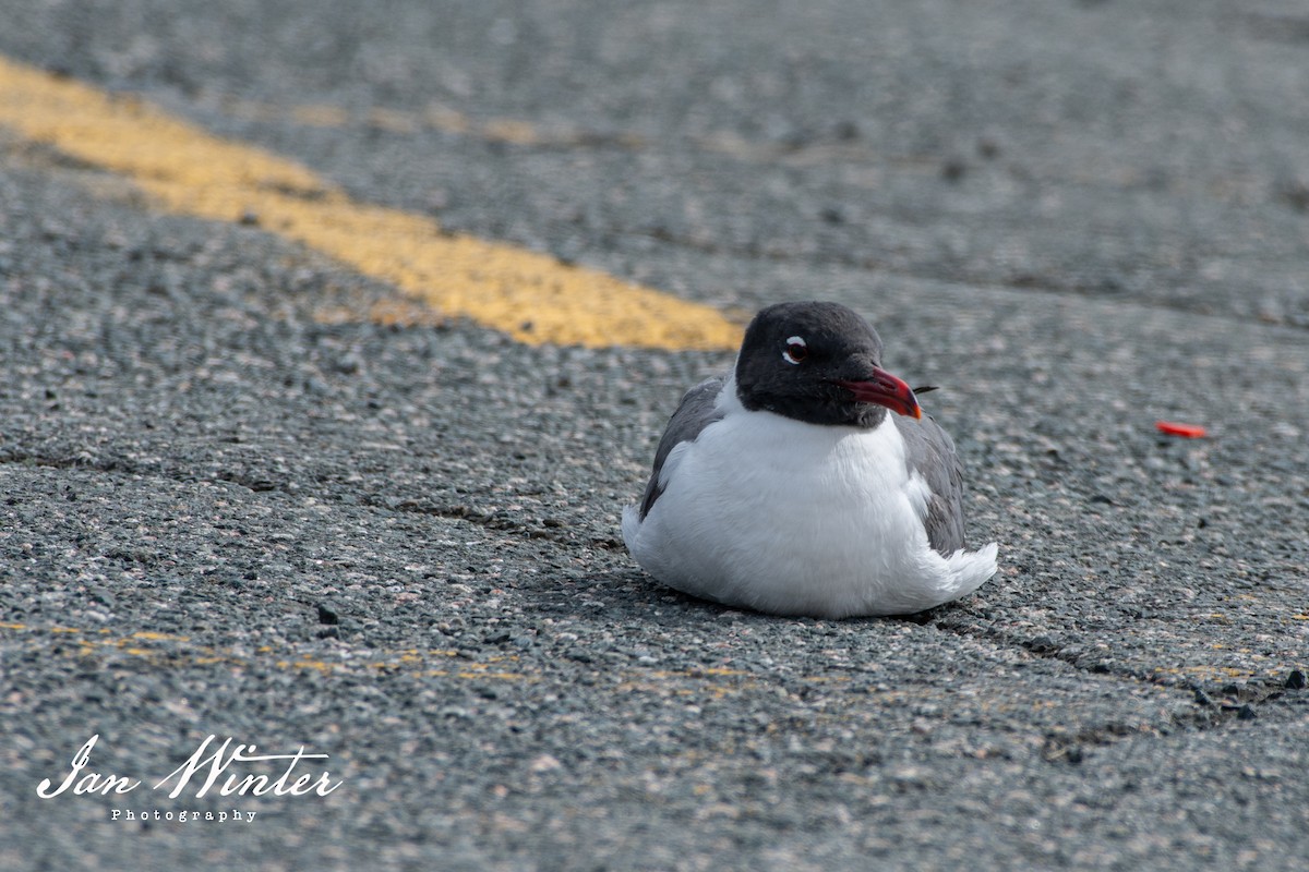 Laughing Gull - ML232334161