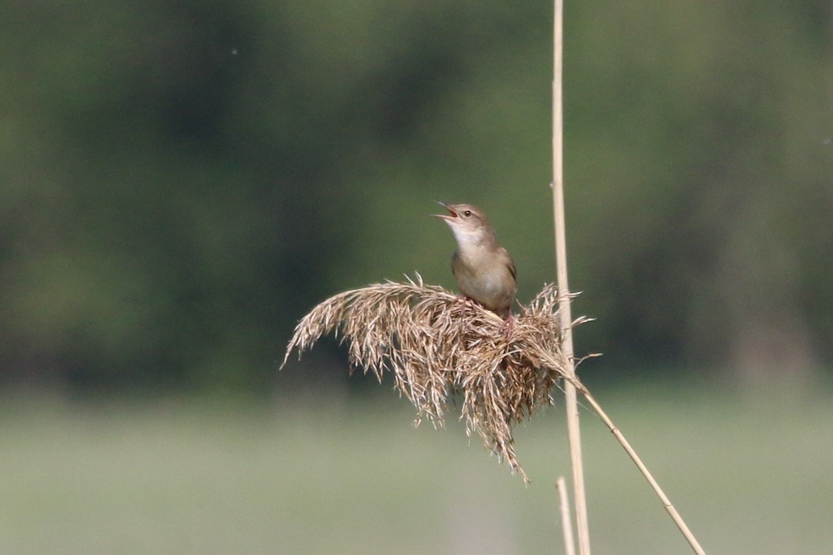 Savi's Warbler - Wigbert Vogeley