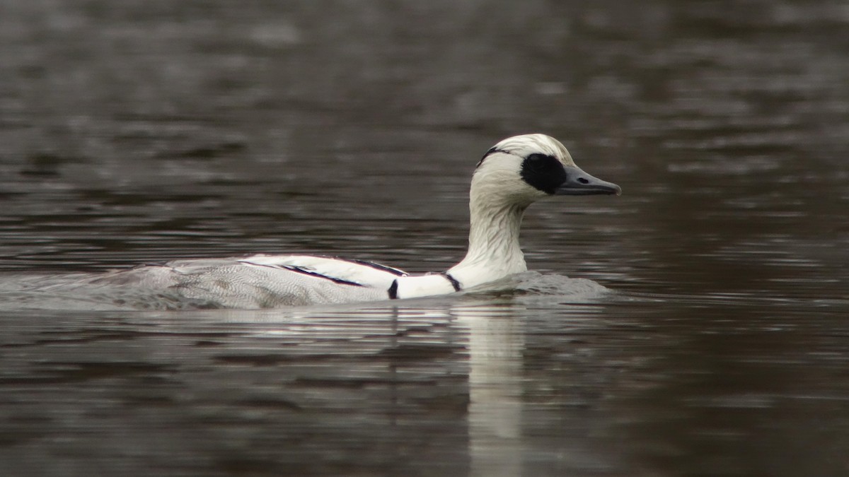 Smew - ML232336241
