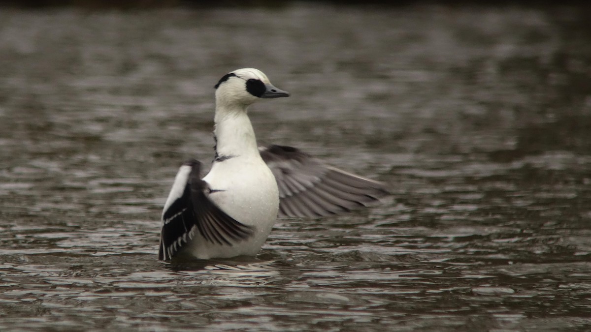 Smew - ML232336331