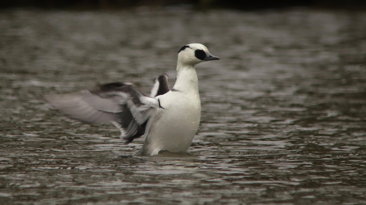 Smew - ML232336351