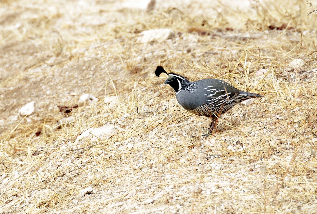 California Quail - Rolando Chávez