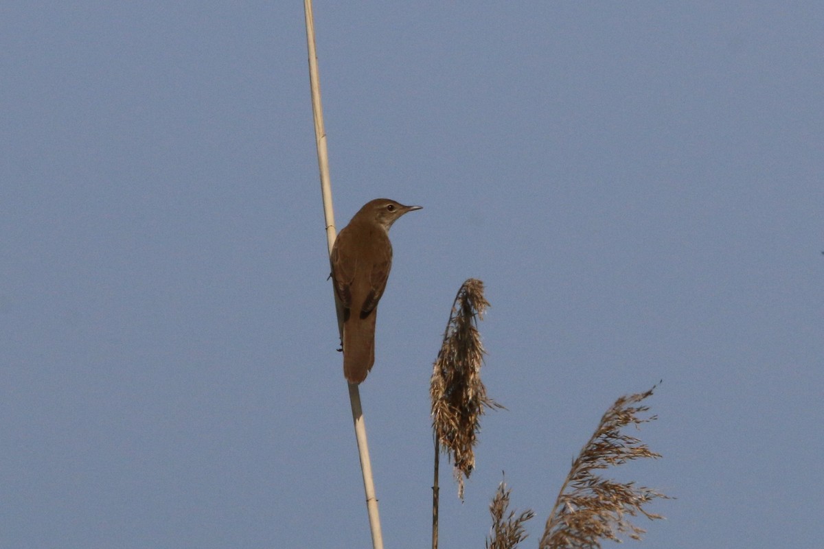 Savi's Warbler - ML232337531