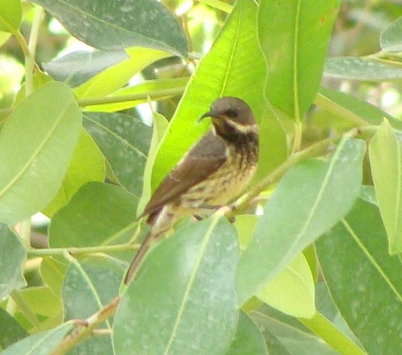 Suimanga Pechiescarlata - ML232338311