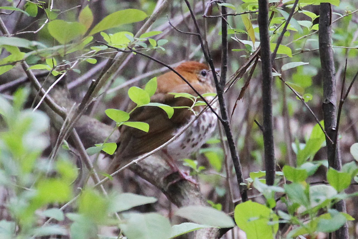 Wood Thrush - ML232339181