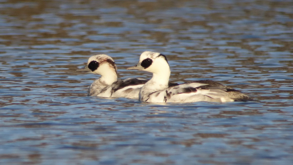 Smew - ML232340721