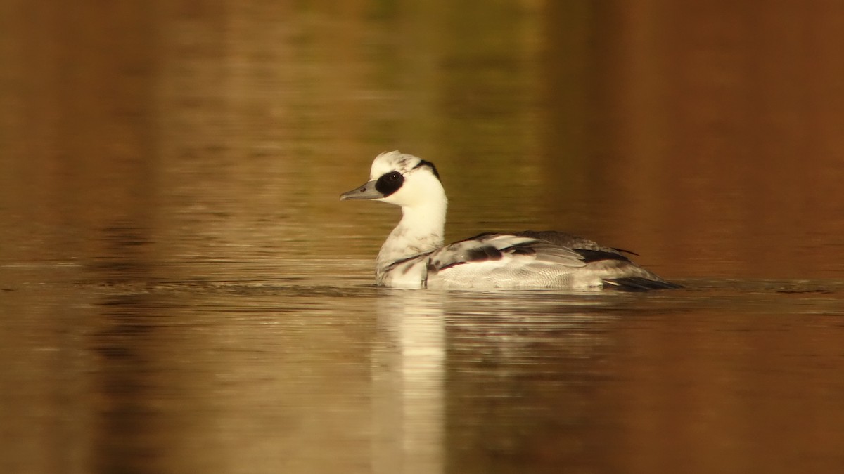 Smew - ML232340761