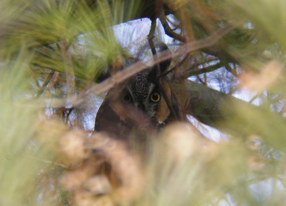 Long-eared Owl - ML23234261