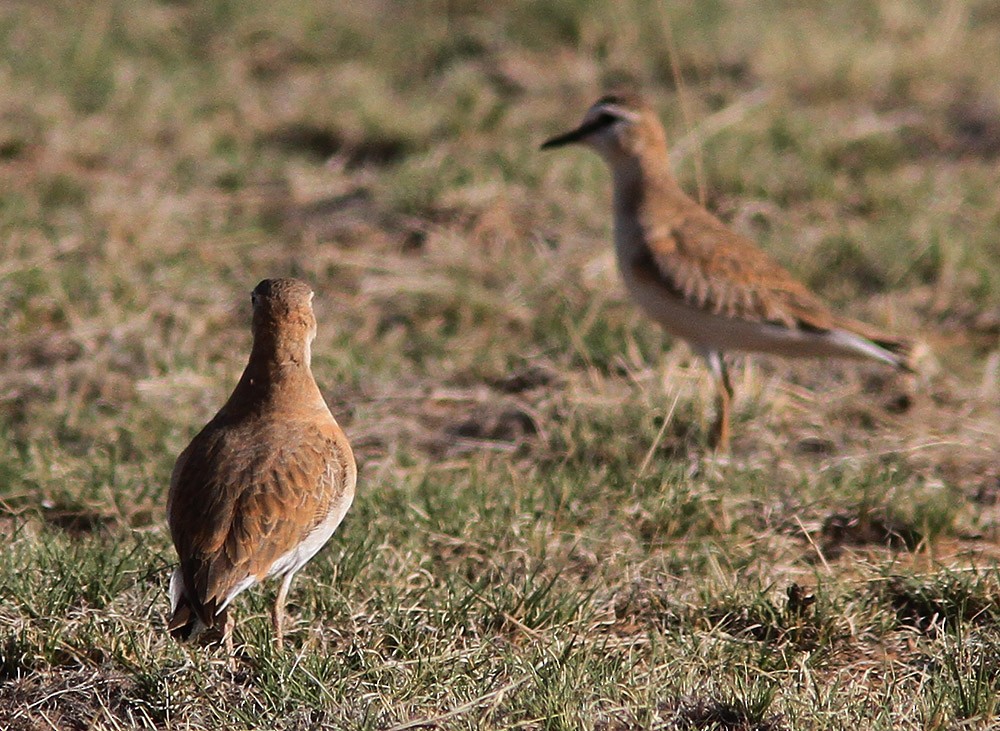 Mountain Plover - ML23234351
