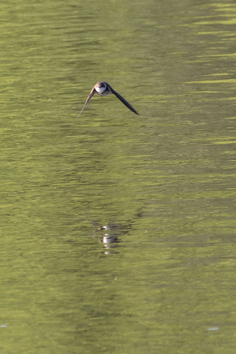 Bank Swallow - ML232344231