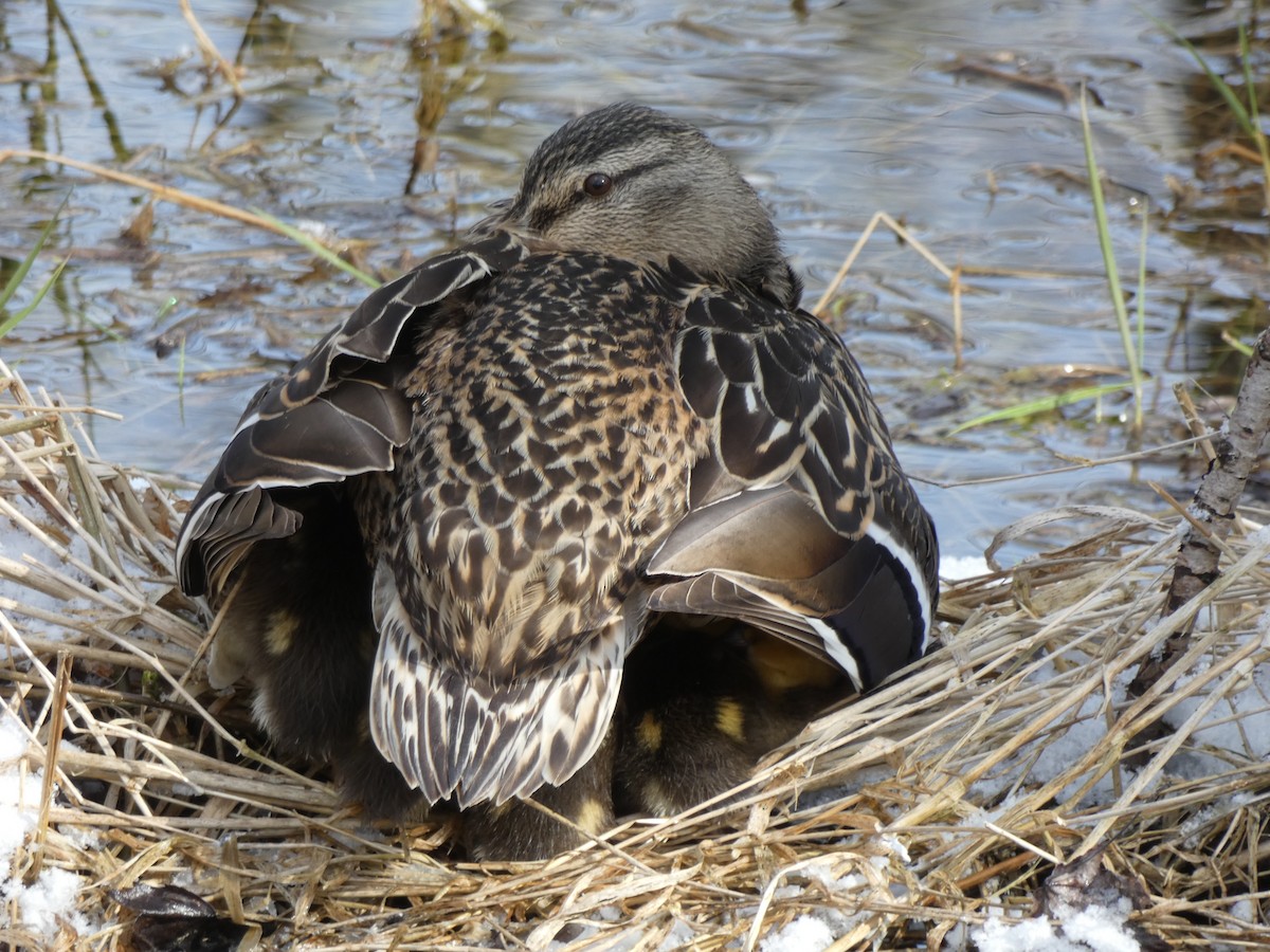 Canard colvert - ML232344301