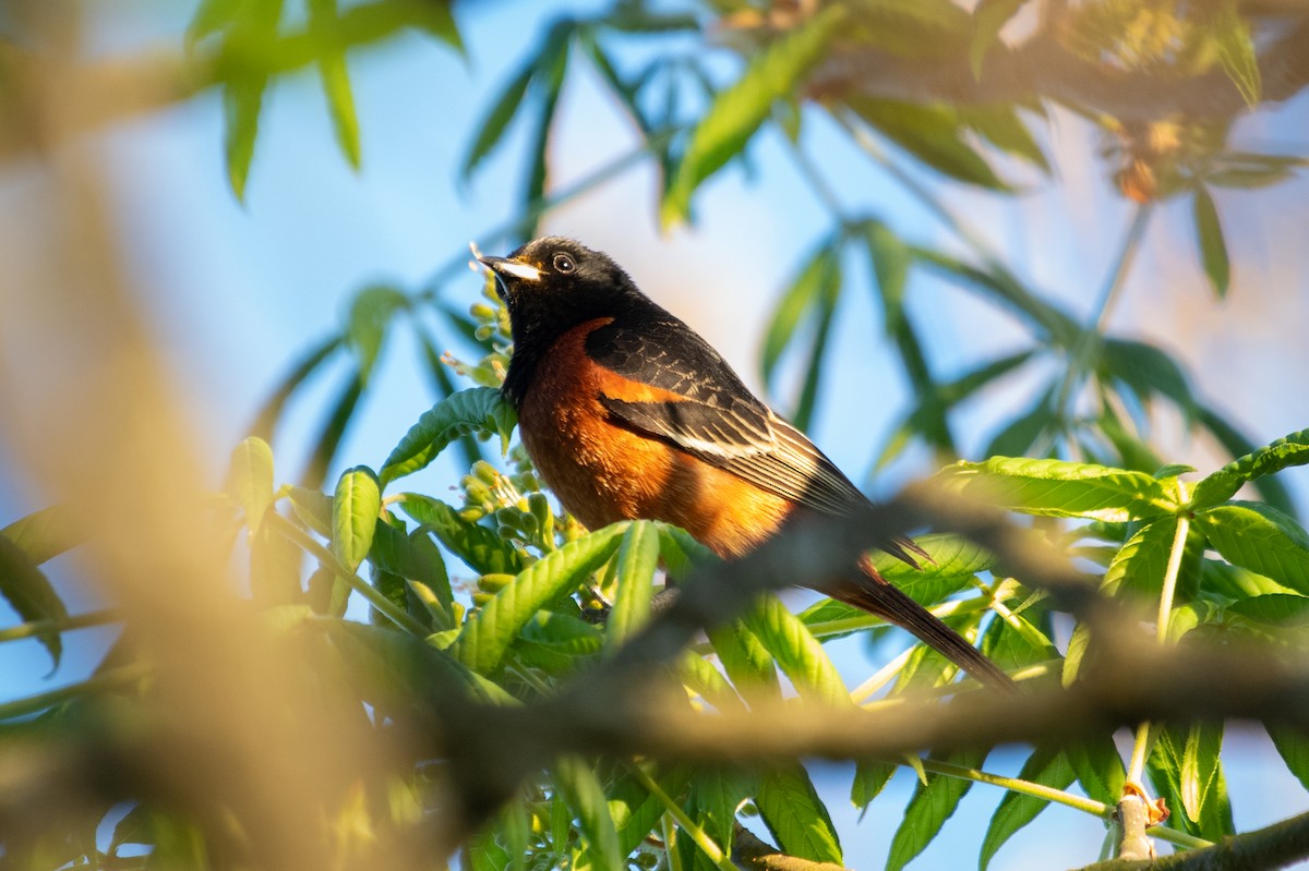 Orchard Oriole - ML232344691