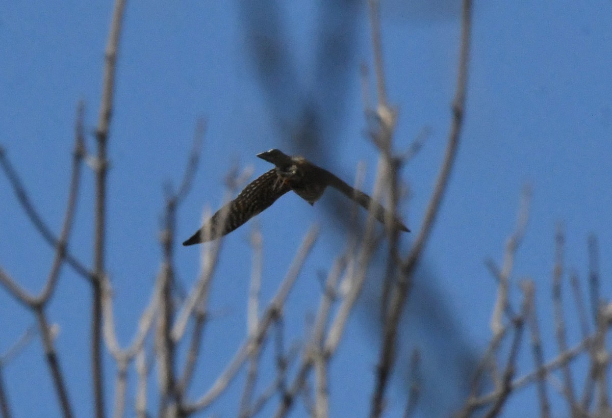 American Kestrel - ML232347191