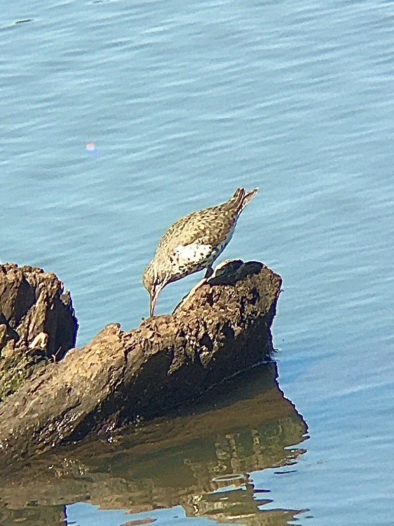 Spotted Sandpiper - ML232348461