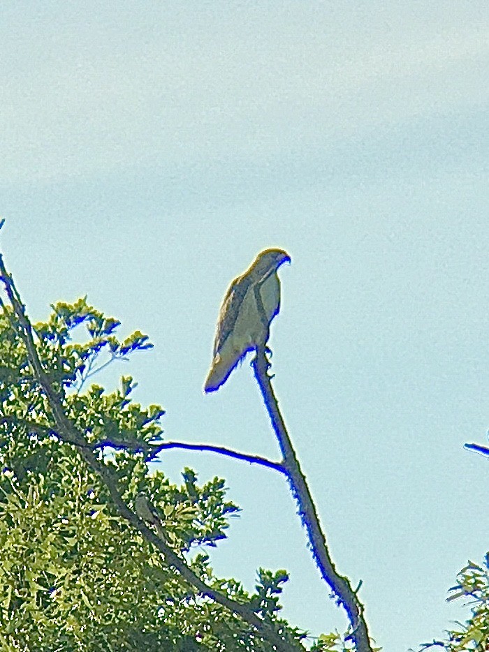 Red-tailed Hawk - ML232348721