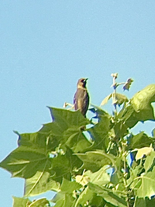 Orchard Oriole - cameron dodge