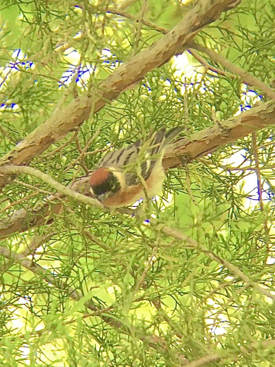 Bay-breasted Warbler - ML232349101