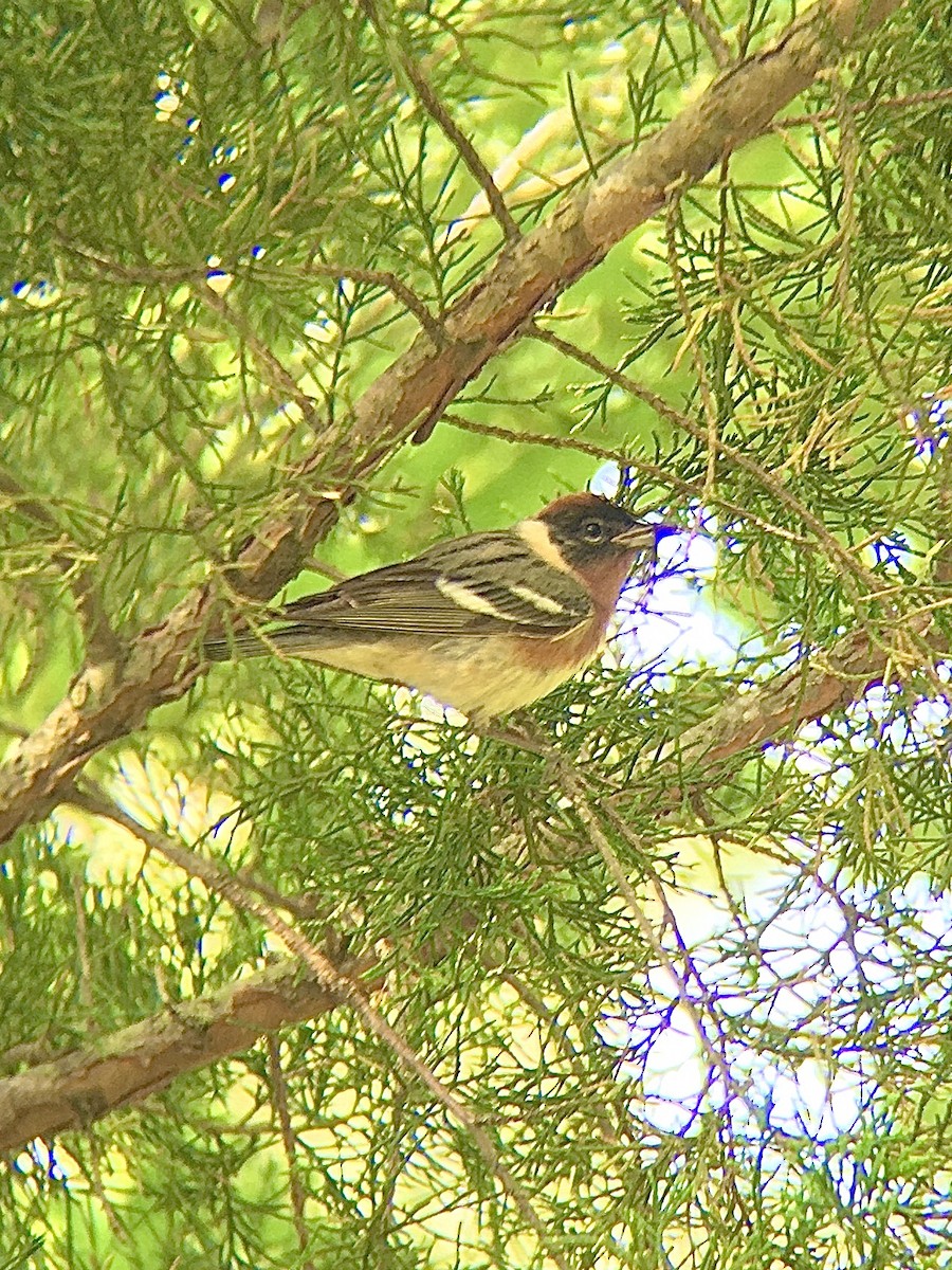 Bay-breasted Warbler - cameron dodge