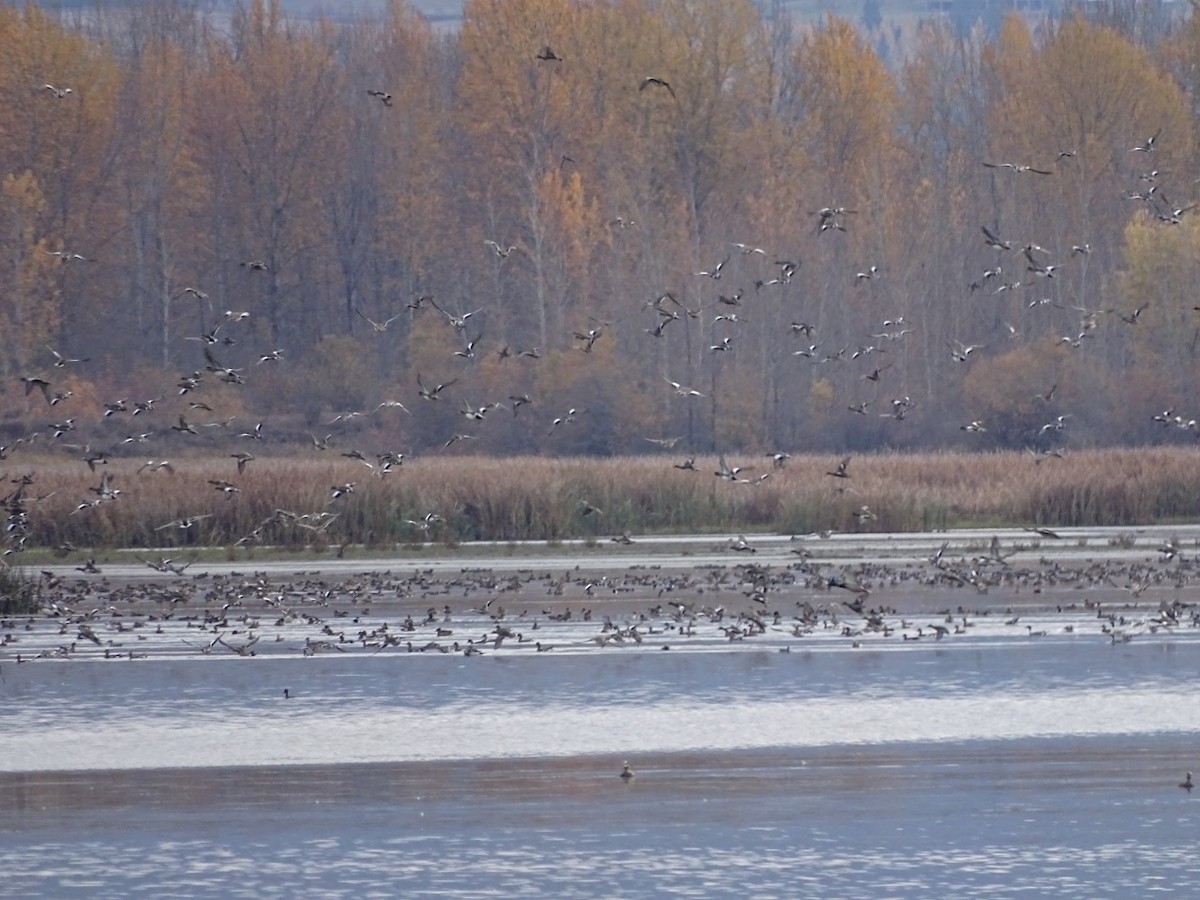 American Wigeon - ML23234971