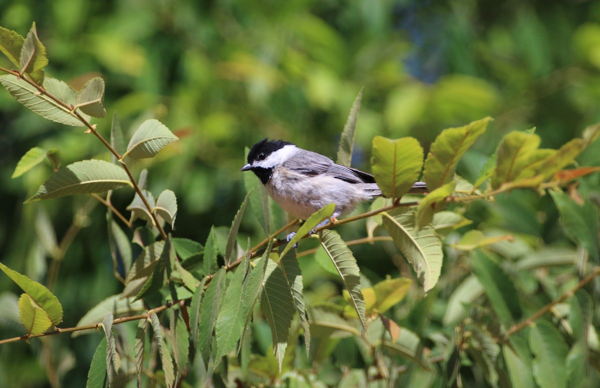 Carolina Chickadee - ML232349811