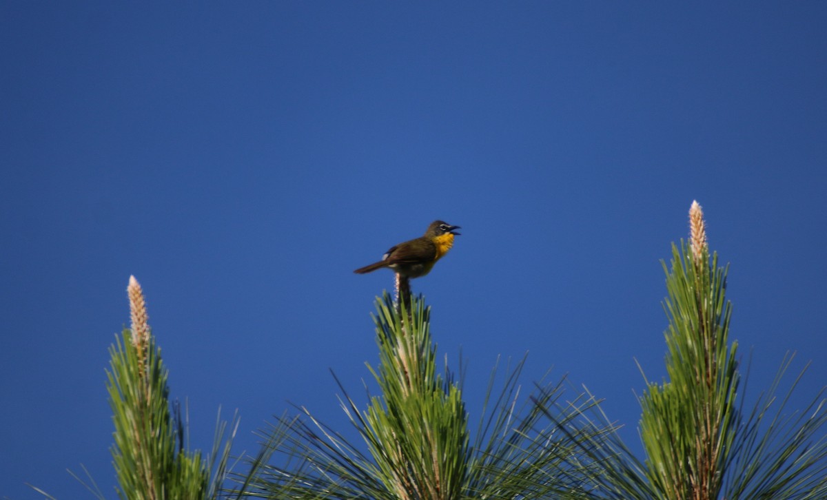 Yellow-breasted Chat - ML232349991