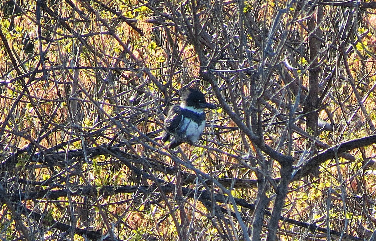 Belted Kingfisher - ML232351851