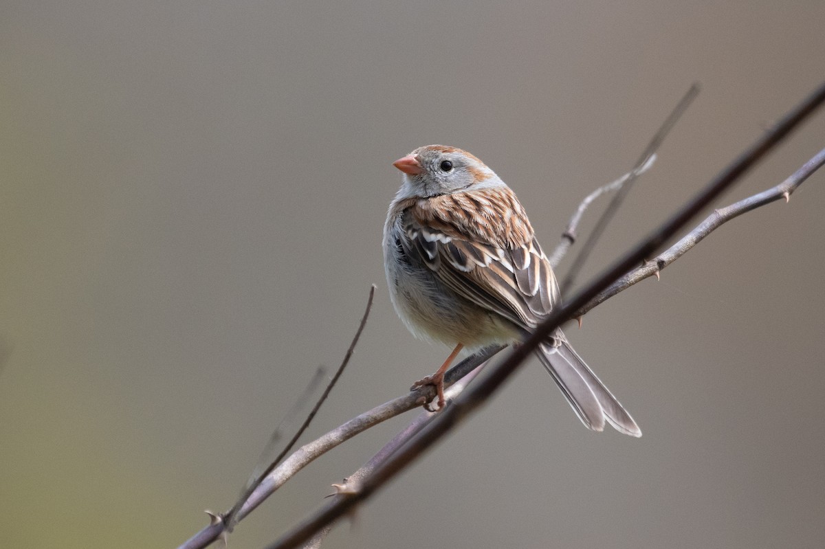 Field Sparrow - ML232354041