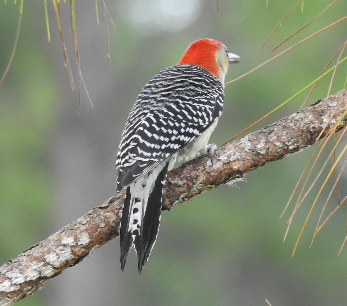 Red-bellied Woodpecker - Michael Weisensee