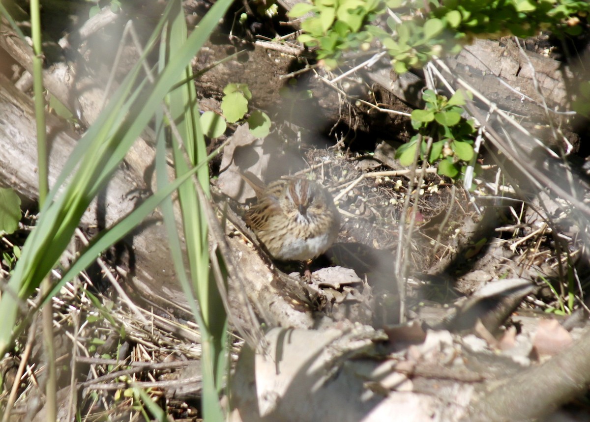 Lincoln's Sparrow - ML232356571