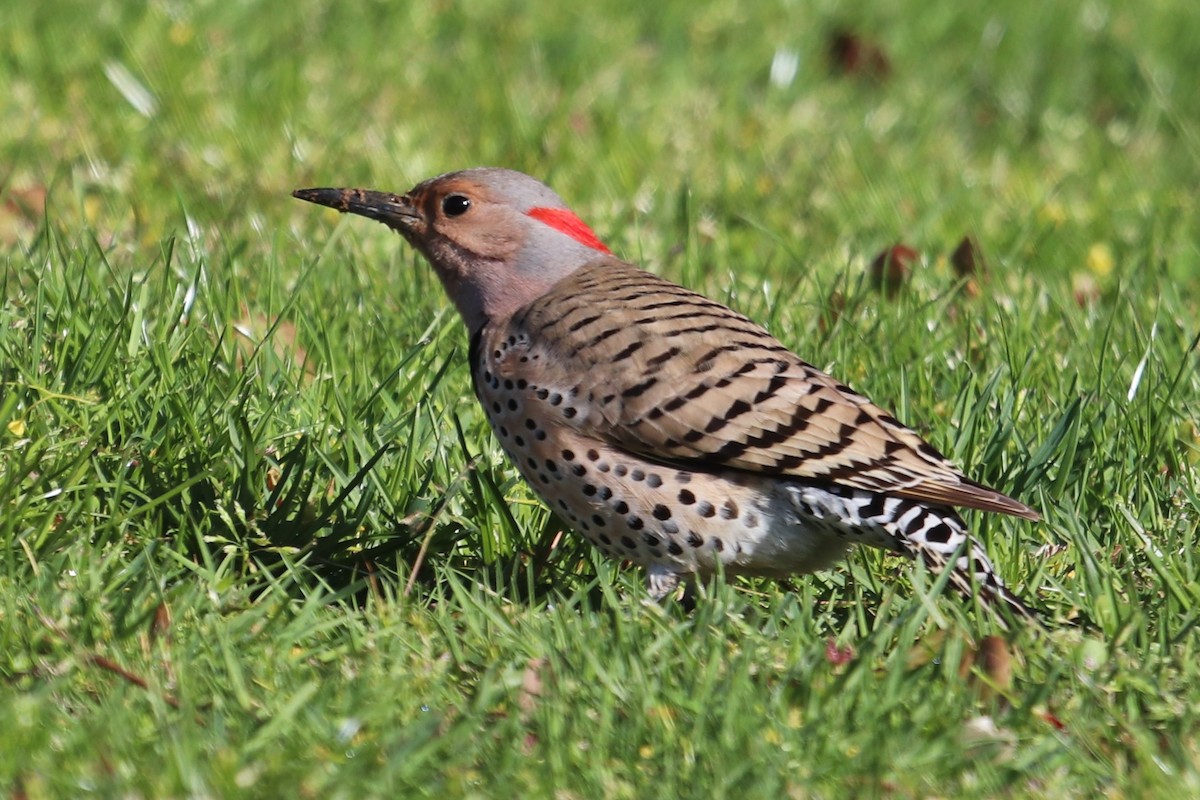 Northern Flicker - ML232358221