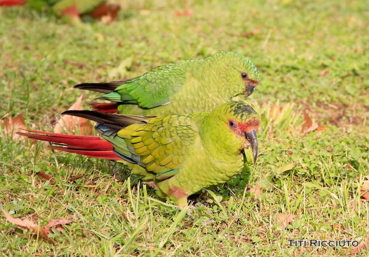 Slender-billed Parakeet - ML232358441