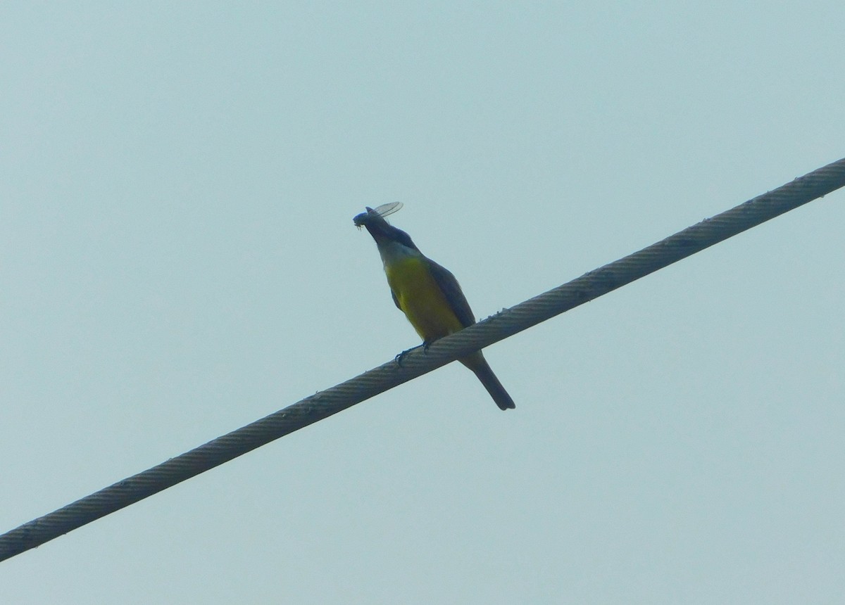 Boat-billed Flycatcher - Pedro Pablo Pulgar Meneses