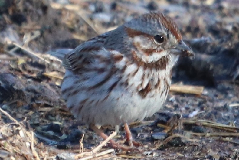 Song Sparrow - ML232360491